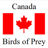 Canada Birds of Prey