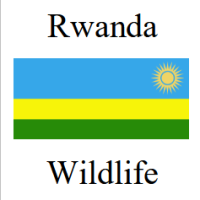 Rwanda Wildlife